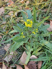 Sisymbrium loeselii