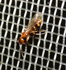 Dolichoderus lutosus