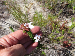 Adenandra brachyphylla