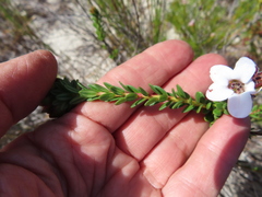 Adenandra brachyphylla
