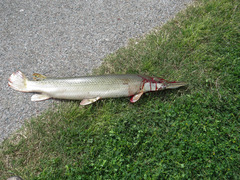 Atractosteus spatula