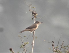 Acrocephalus stentoreus