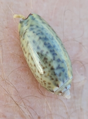 Oliva bulbosa