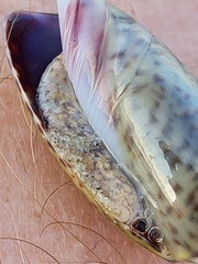 Oliva bulbosa