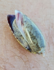 Oliva bulbosa