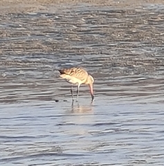 Limosa lapponica