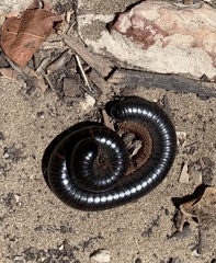 Archispirostreptus gigas