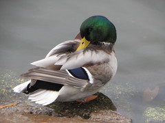 Anas platyrhynchos