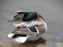 Anas platyrhynchos