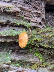 Galerina triscopa
