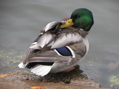 Anas platyrhynchos