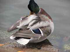 Anas platyrhynchos
