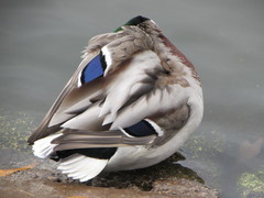 Anas platyrhynchos