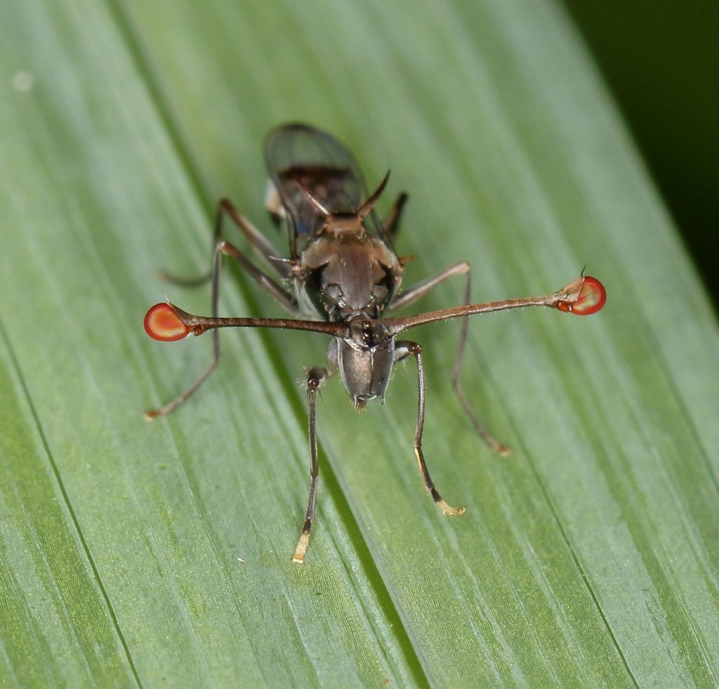 Diopsinae