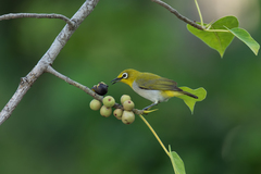 Zosterops simplex williamsoni