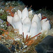 Rowella lancifera - Photo (c) Phil Bendle, some rights reserved (CC BY-NC), uploaded by Phil Bendle