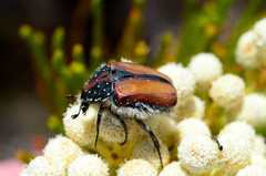 Trichostetha capensis hottentotta