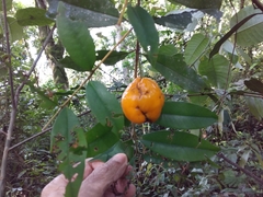 Eugenia pyriformis
