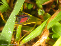 Cardioscarta flavifrons