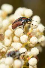 Trichostetha capensis hottentotta