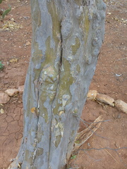 Chloroleucon dumosum