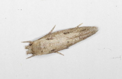 Mompha brevivittella