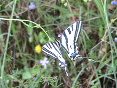 Papilio alexanor