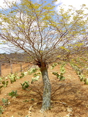 Chloroleucon dumosum