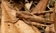 Xyleus discoideus angulatus