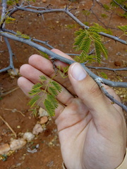 Chloroleucon dumosum