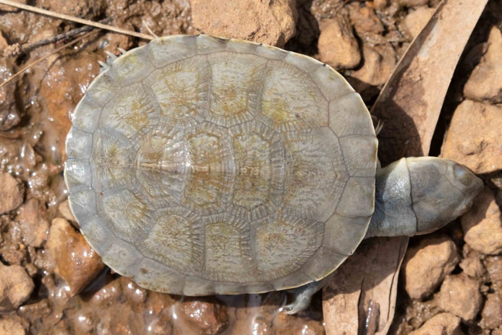 West African Helmeted Turtle