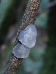 Exidia thuretiana