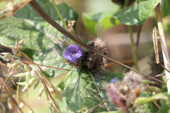 Neuracanthus sphaerostachyus