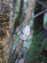 Exidia thuretiana