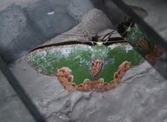 Eucyclodes albisparsa