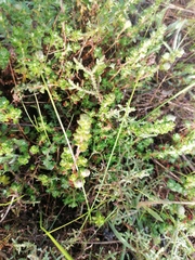 Cliffortia polygonifolia