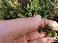 Cliffortia polygonifolia