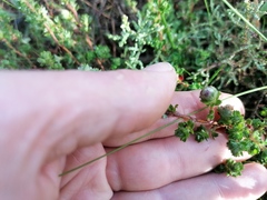 Cliffortia polygonifolia