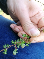 Cliffortia polygonifolia