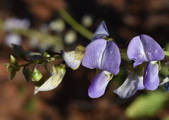 Crotalaria verrucosa