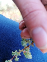 Cliffortia polygonifolia