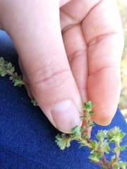 Cliffortia polygonifolia