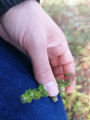 Cliffortia polygonifolia