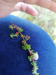 Cliffortia polygonifolia