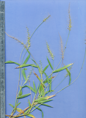 Setaria liebmannii
