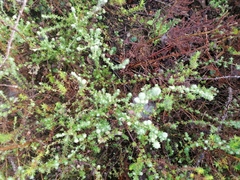 Cliffortia polygonifolia