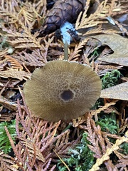 Entoloma formosum