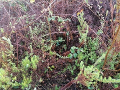 Cliffortia polygonifolia