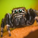 Evarcha Jumping Spiders - Photo (c) Lukas Jonaitis, some rights reserved (CC BY)