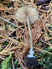 Entoloma formosum